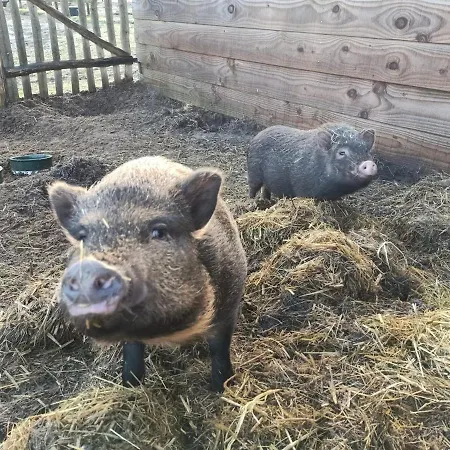 Wulpenweid Bed & Parking Gasthof